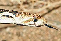 Great Basin Gopher Snake