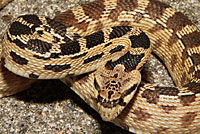 Great Basin Gopher Snake