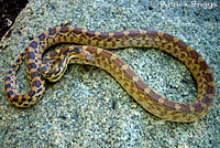 Great Basin Gopher Snake