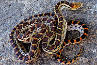 Great Basin Gopher Snake