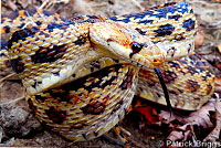 Great Basin Gopher Snake