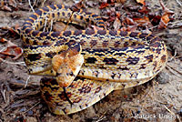 Great Basin Gopher Snake