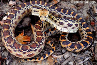 Great Basin Gopher Snake