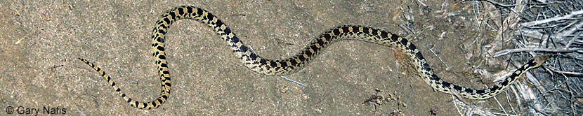 Great Basin Gopher Snake