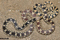 Great Basin Gopher Snake