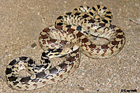 Great Basin Gopher Snake