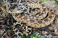 Great Basin Gopher Snake