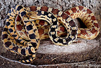 Great Basin Gopher Snake