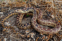 Great Basin Gopher Snake