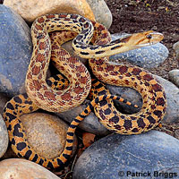 Great Basin Gopher Snake