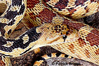 Great Basin Gopher Snake