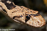 Great Basin Gopher Snake