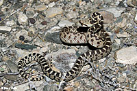 Great Basin Gopher Snake