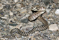 Great Basin Gopher Snake