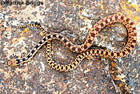 Great Basin Gopher Snake