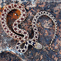 Great Basin Gopher Snake