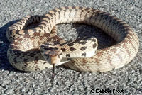 Great Basin Gopher Snake