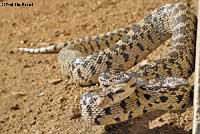 Great Basin Gopher Snake