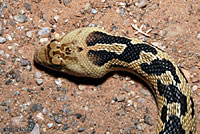 Great Basin Gophersnake