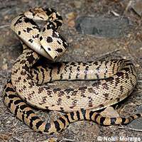 Great Basin Gopher Snake