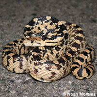 Great Basin Gopher Snake