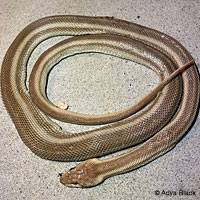 Great Basin Gopher Snake