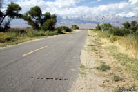 Great Basin Gopher Snake