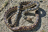 Great Basin Gopher Snake