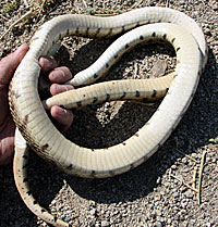 Great Basin Gopher Snake