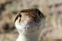 Great Basin Gopher Snake