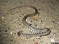 Great Basin Gophersnake