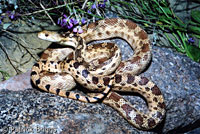 Great Basin Gopher Snake