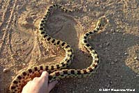 Great Basin Gopher Snake