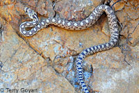 Great Basin Gopher Snake