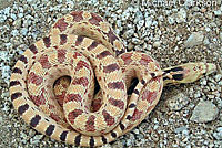 Great Basin Gopher Snake