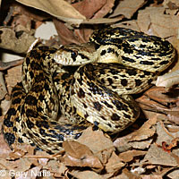 Santa Cruz Island Gopher Snake