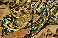 Santa Cruz Island Gopher Snake