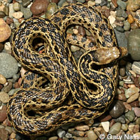 Santa Cruz Island Gopher Snake