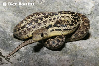 Santa Cruz Island Gopher Snake