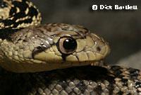 Santa Cruz Island Gopher Snake