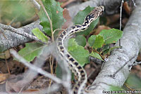 Santa Cruz Island Gopher Snake