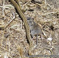 Santa Cruz Island Gopher Snake