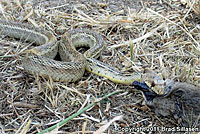 Santa Cruz Island Gopher Snake