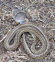 Santa Cruz Island Gopher Snake