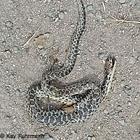 Santa Cruz Island Gopher Snake