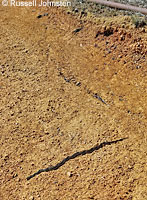 Santa Cruz Island Gopher Snake