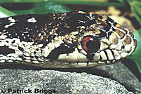 Santa Cruz Island Gopher Snake