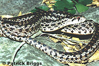 Santa Cruz Island Gopher Snake