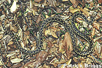 Santa Cruz Island Gopher Snake