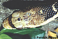 Santa Cruz Island Gopher Snake